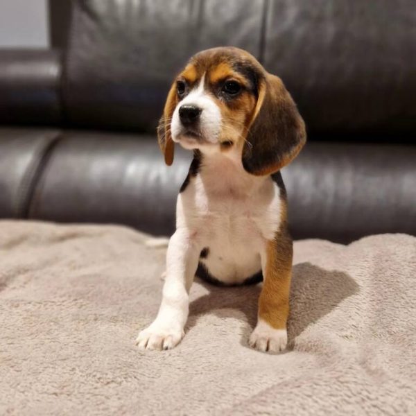 Chiot beagle portée de tahiti et prince