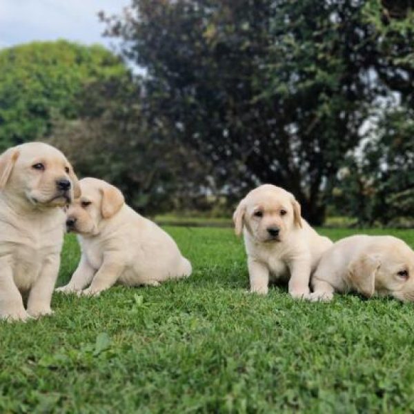 photo-chiots-labrador-retriever-nora-paco