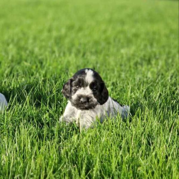 Chiots cocker anglais