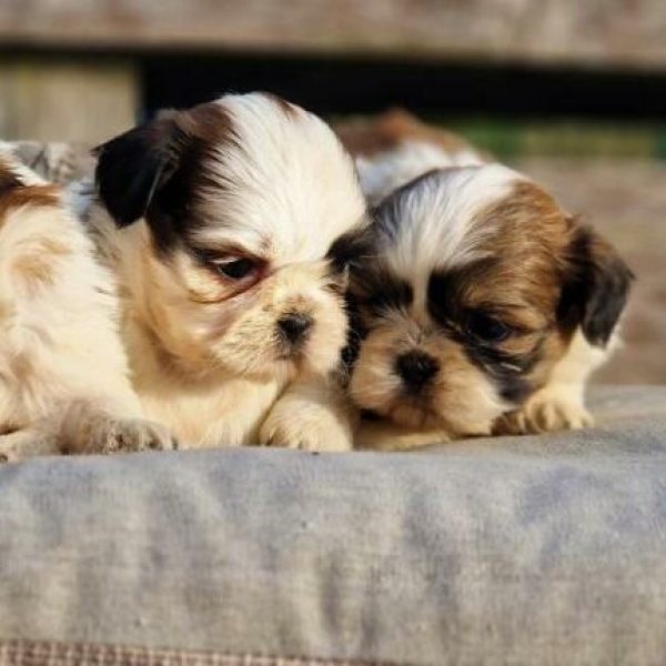 photo-chiots-shih-tzu