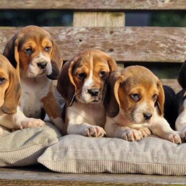 Photo de chiots beagle de l'élevage du hameau de crecques, portée de Topaze et Prince