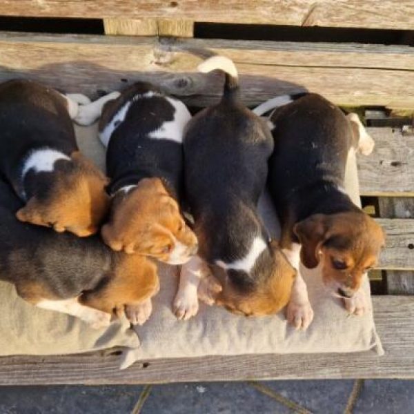 Photo de chiots beagle de l'élevage du hameau de crecques, portée de Topaze et Prince