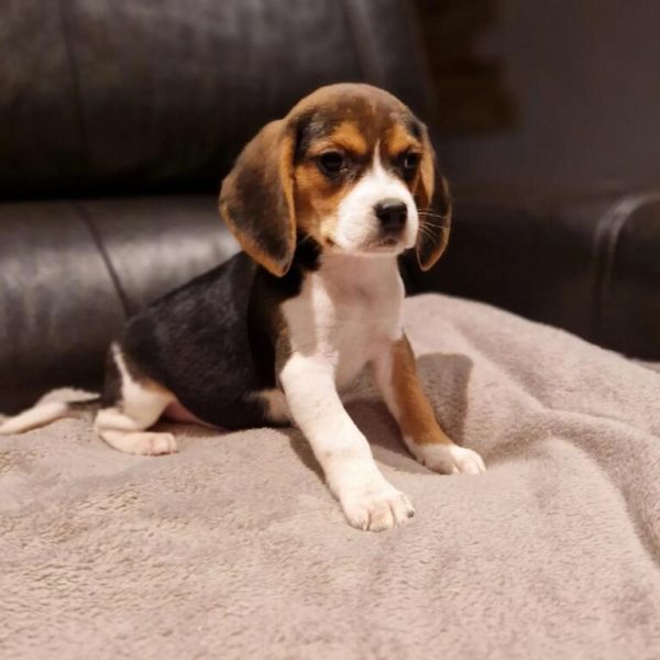 Chiot beagle portée de tahiti et prince