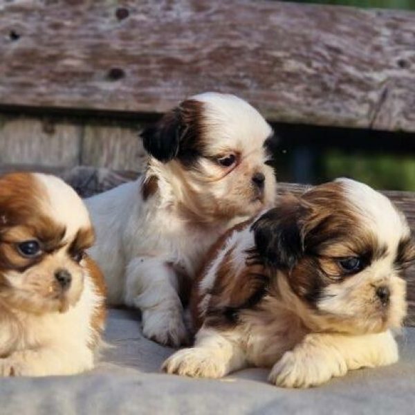 photo-chiots-shih-tzu