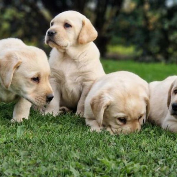 photo-chiots-labrador-retriever-nora-paco