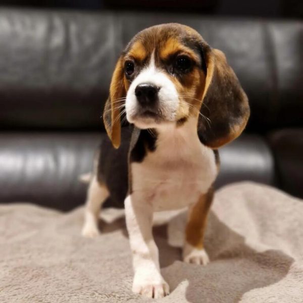 Chiot beagle portée de tahiti et prince