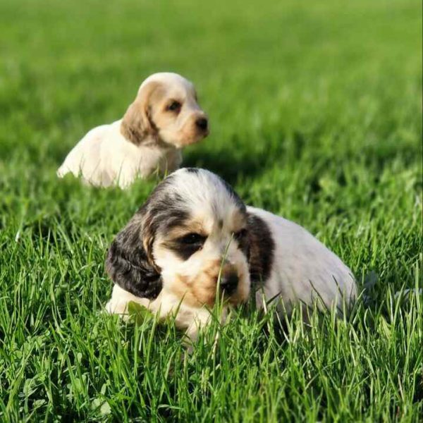 Chiots cocker anglais