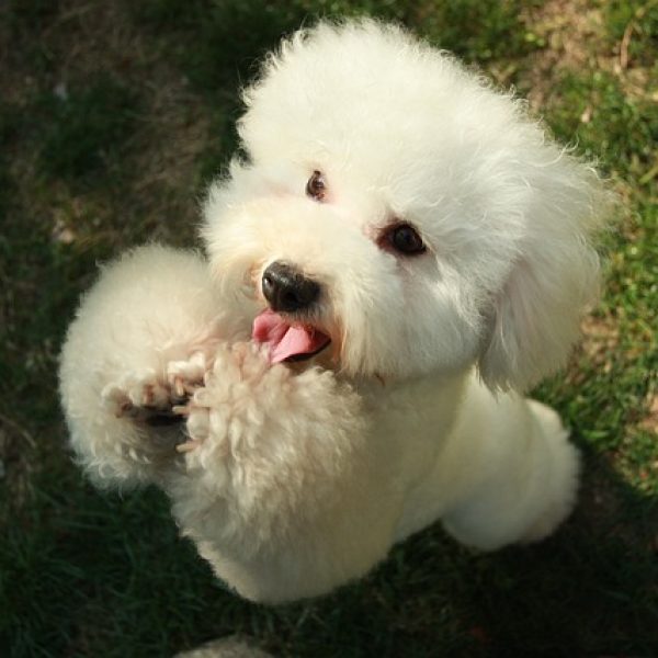 photo-bichon-frise